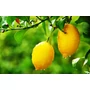 Kép 1/2 - Citrom / Citrus limonum