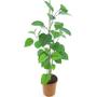 Kép 1/2 - Clerodendrum bungei / Vörösödő végzetfa
