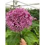 Kép 2/2 - Clerodendrum bungei / Vörösödő végzetfa