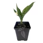 Kép 2/2 - Convallaria majalis / Májusi gyöngyvirág