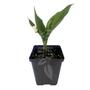Kép 1/2 - Convallaria majalis / Májusi gyöngyvirág