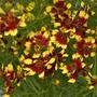 Kép 3/3 - Coreopsis verticillata 'Firefly' / Piros-sárga virágszínű keskenylevelű menyecskeszem