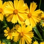 Kép 2/2 - Coreopsis grandiflora 'Illico' / Nagyvirágú menyecskeszem