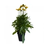Kép 1/2 - Coreopsis grandiflora 'Illico' / Nagyvirágú menyecskeszem