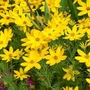 Kép 2/2 - Coreopsis verticillata 'Zagreb' / Sárga virágszínű keskenylevelű menyecskeszem