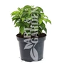 Kép 1/2 - Cornus 'Kelsey' / Selymes som