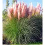 Kép 2/2 - Cortaderia selloana 'Pink Feather' / Rózsaszín kalászú ezüstös pampafű