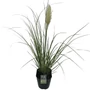 Kép 1/2 - Cortaderia selloana ‘Pumila’ / Törpe fehér pampafű