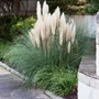 Kép 2/2 - Cortaderia selloana ‘Pumila’ / Törpe fehér pampafű
