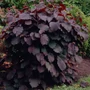 Kép 2/2 - Corylus avellana 'Fuscorubra' / Vérmogyoró fa