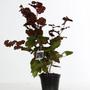 Kép 1/2 - Corylus avellana 'Fuscorubra' / Vérmogyoró bokor