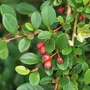 Kép 2/2 - Cotoneaster dammerii 'Mooncreeper' / Szőnyeg madárbirs