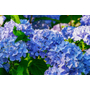 Kép 2/2 - Hydrangea macrophylla 'Bluer zwerg' / Kék virágú hortenzia