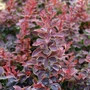 Kép 2/3 - Berberis thunbergii 'Golden Ring' / Vérborbolya