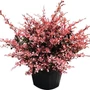 Kép 2/3 - Berberis thunbergii 'Golden Ring' / Vérborbolya