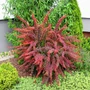 Kép 3/3 - Berberis thunbergii 'Golden Ring' / Vérborbolya
