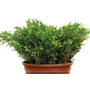 Kép 1/2 - Juniperus sabina 'Variegata' / Tarka nehézszagú boróka