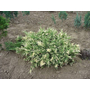 Kép 2/2 - Juniperus sabina 'Variegata' / Tarka nehézszagú boróka