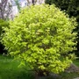 Kép 1/4 - Physocarpus opulifolius 'Luteus' / Sárga levelű hólyagvessző