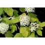 Kép 4/4 - Physocarpus opulifolius 'Luteus' / Sárga levelű hólyagvessző