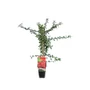 Kép 1/3 - Pyracantha 'Mohave' / Tűztövis