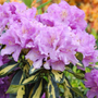 Kép 3/3 - Rhododendron hybrid 'Goldfinger' / Rododendron