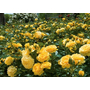 Kép 2/2 - Rosa 'Fairy Gold' / Talajtakaró rózsa (sárga)