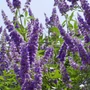 Kép 3/3 - Vitex agnus-castus / Illatos barátcserje