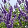 Kép 3/3 - Vitex agnus-castus / Illatos barátcserje