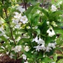 Kép 1/2 - Weigela florida 'Alba' / Fehér virágú rózsalonc