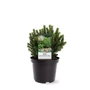 Kép 1/2 - Picea glauca 'Alberta globe' / Gömb cukorsüvegfenyő
