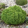 Kép 2/2 - Picea glauca 'Alberta globe' / Gömb cukorsüvegfenyő