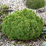 Kép 2/2 - Picea glauca 'Alberta globe' / Gömb cukorsüvegfenyő