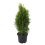 Kép 1/2 - Thuja occidentalis 'Smaragd golden' / Aranysárga smaragd tuja
