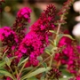 Kép 2/3 - Buddleja daividii 'Royal Red' / Bíborpiros virágszínű nyáriorgona