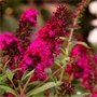 Kép 1/2 - Buddleja davidii 'Royal Red' / Bíborpiros virágszínű nyáriorgona
