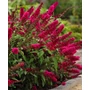 Kép 2/2 - Buddleja davidii 'Royal Red' / Bíborpiros virágszínű nyáriorgona