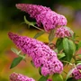 Kép 3/3 - Buddleja davidii 'Pink Delight' / Rózsaszín virágszínű nyáriorgona