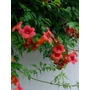 Kép 3/3 - Campsis radicans / Amerikai trombitafolyondár