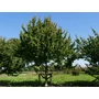 Kép 2/3 - Cornus mas 'Kazanlak' / Húsos som