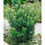 Kép 2/3 - Euonymus japonicus 'Green spire' / Oszlopos japán kecskerágó