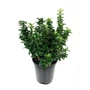 Kép 2/2 - Euonymus japonicus / Japán kecskerágó