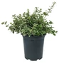 Kép 2/2 - Euonymus fortunei 'Emerald Gaiety' / Fehér-tarka kúszó kecskerágó