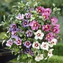 Kép 2/2 - Hibiscus syriacus törzses / Mályvacserje (3 színű, törzses)
