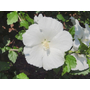 Kép 3/3 - Hibiscus syriacus 'Diana' / Fehér virágú mályvacserje