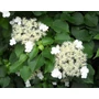 Kép 3/4 - Hydrangea petiolaris / Kúszó hortenzia