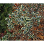 Kép 2/2 - Ilex aquifolium 'Variegata' / Magyal
