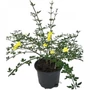 Kép 1/4 - Jasminum nudiflorum / Téli jázmin