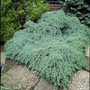 Kép 2/2 - Juniperus squamata 'Blue carpet' / Kék kúszó boróka