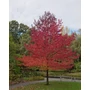 Kép 3/3 - Liquidambar styraciflua / Amerikai ámbrafa